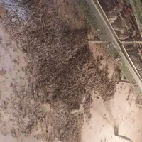 کود بلدرچین