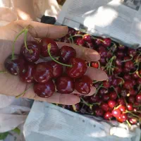 گیلاس درجه یک و عالی