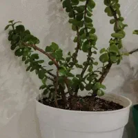 گل و گیاه آپارتمانی