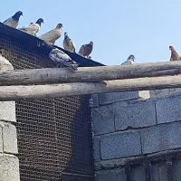 کبوتر پاکستانی