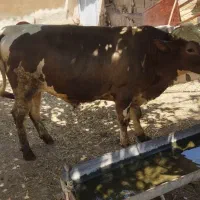 گوساله نر چاق