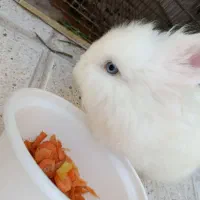 فروش خرگوش نر ۱ساله