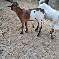 نر وماده صومال|حیوانات مزرعه|عسلویه, |دیوار