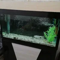 آکواریوم|ماهی|فرخشهر, |دیوار