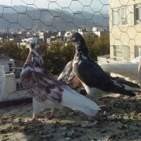 کبوتر