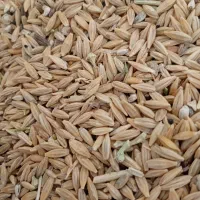 جو دیم|حیوانات مزرعه|همدان, |دیوار