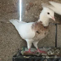 کفتر طوقی پرنده|پرنده|جیرفت, |دیوار