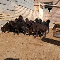 فروش گوسفند|حیوانات مزرعه|میاندوآب, |دیوار