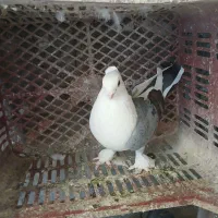 کبوتر