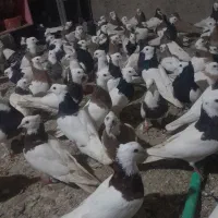 سلام خدمت عشق بازان ۱۱۴۰ عدد طوقی  بار جدید