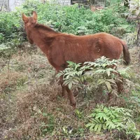 معاوضه هم انجام میدم با گوسفند چیزی ک به کارم بیاد|حیوانات مزرعه|نشتارود, |دیوار