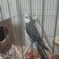 طوطی و مرغ مینا|پرنده|تاکستان, |دیوار