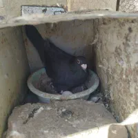 کیوتر ماده
