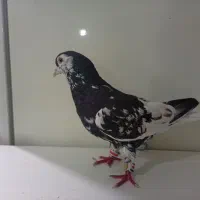 راست سیاه افشون و چپ مشکی افسون