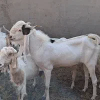 نربز  معاوضه با بزغاله پرواری
