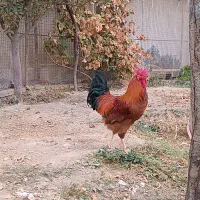 خروس قرمز جوان