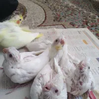 جوجه عروس هلندی|پرنده|طبس, |دیوار