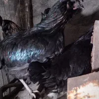 خروس ایام سمانی 6ماه،