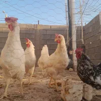 فروش مرغ تخم گذار