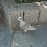 جوجه خط سفید نر دورنگ درجه یک