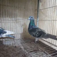 کفتر پلاکی  پرشی سهره بخون