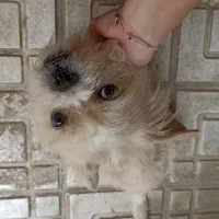 سگ سفید پا کوتاه شیتزو