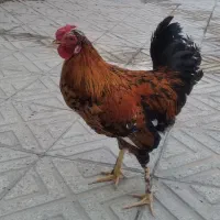 فروش خروس