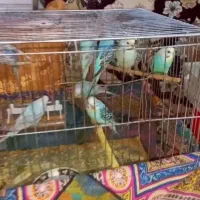 مرغ عشق های خوشرنگ و جنس عالی