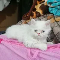 پرشین دوماه ونیم چشم آبی یخی