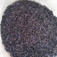 گل گاوزبان