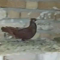 باسلام کبوتر سرخ نر شرور شرور