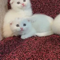 واگذاری تعدادی گربه نژاد دار