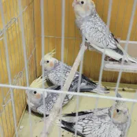 جوجه عروس هلندی نرمه خور