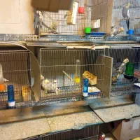 قفس بزرگ (جفت کن قناری) و قفس بزرگ طولی سانان|لوازم جانبی حیوانات|تهران, علم و صنعت|دیوار