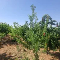 فروش-باغ-با-درختان-متنوع