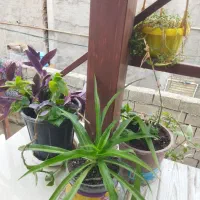 فروش گل های آپارتمانی وبیرونی|گل و گیاه طبیعی|آزادشهر, |دیوار