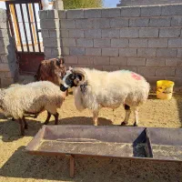 فروش قوچ بذری|حیوانات مزرعه|نی‌ریز, |دیوار