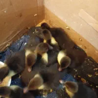 جوجه اردک روسی ده روزه|حیوانات مزرعه|محمودآباد, |دیوار