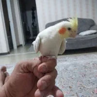 عروس هلندی نر لوتینو