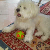 حیوانات خانگی  سگ|سگ|اصفهان, مسجد مصلی|دیوار