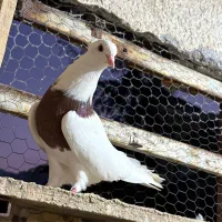 کبوتر طوقی|پرنده|لاهیجان, لیالستان|دیوار