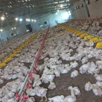 کارگر مجرب مرغداری