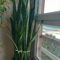 گل سانسوریا