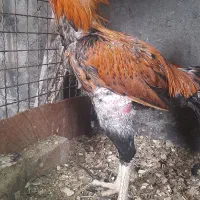 تخم مرغ نطفه دار لاری