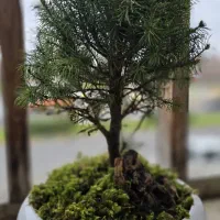 بنسای کنیکا بونسای درختچه