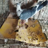 کفتر طوقی و پلاکی وشهرستانی|پرنده|شهریار, شهرک بهاران (ویره)|دیوار