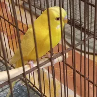 یک جفت مرغ عشق نر ماده مولد قیمت ۴۵۰