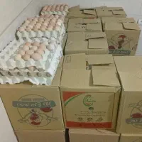 تخم مرغ محلی درشت و تازه|خوردنی و آشامیدنی|تهران, هفت چنار|دیوار