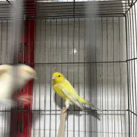 قناری اماده|پرنده|شهریار, شهرک وائین|دیوار