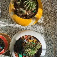 ۹ عدد گل طبیعی سرحال|گل و گیاه طبیعی|بانه, |دیوار